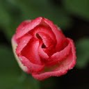 Flower buds and raindrops  screen for extension Chrome web store in OffiDocs Chromium
