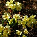 Flower buds in the soil  screen for extension Chrome web store in OffiDocs Chromium