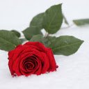 Flower buried in snow  screen for extension Chrome web store in OffiDocs Chromium