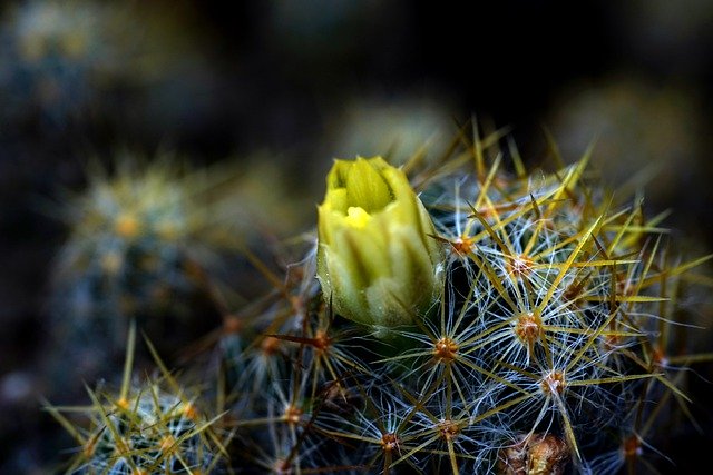 Free download flower cactus thorn nature free picture to be edited with GIMP free online image editor