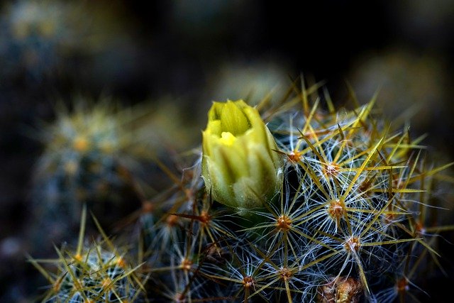 Bezpłatne pobieranie darmowego zdjęcia kaktusa kwiatowego ciernia natury do edycji za pomocą bezpłatnego edytora obrazów online GIMP
