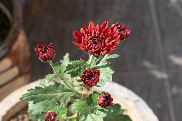 Free download flower chrysanthemum mum red flower free picture to be edited with GIMP free online image editor