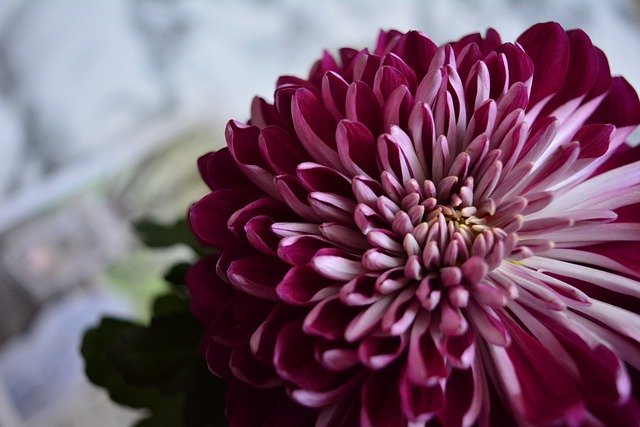 Free download flower chrysanthemum of course i am free picture to be edited with GIMP free online image editor