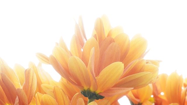 Free download flower chrysanthemums petals free picture to be edited with GIMP free online image editor