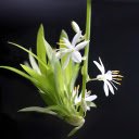 Flower climbing  screen for extension Chrome web store in OffiDocs Chromium