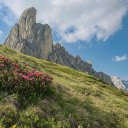 Flower cluster on the mountain  screen for extension Chrome web store in OffiDocs Chromium