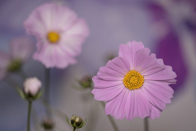Free download flower cosmos bloom blossom botany free picture to be edited with GIMP free online image editor