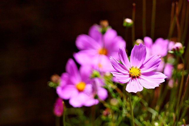 Scarica gratuitamente l'immagine gratuita di fiori cosmo botanica sbocciata da modificare con l'editor di immagini online gratuito GIMP