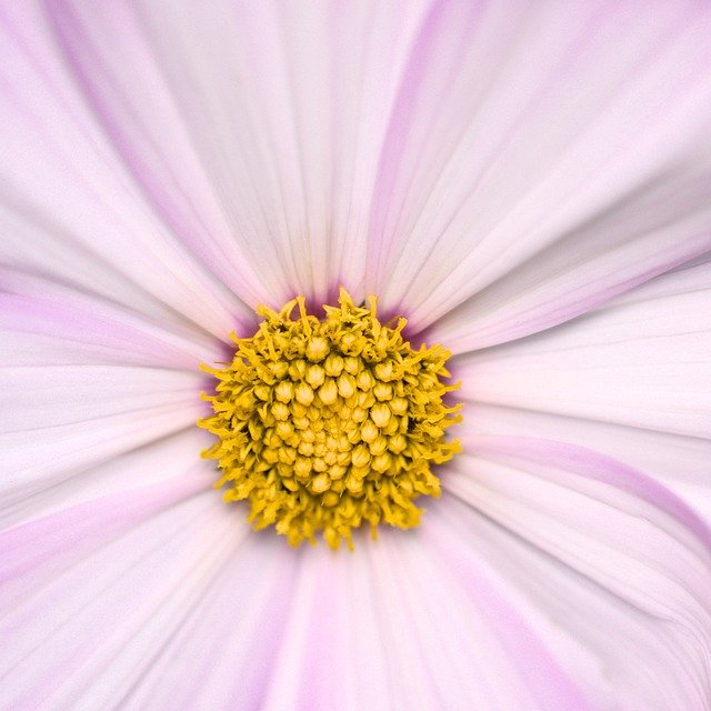Download gratuito fiore cosmo botanica cosmea bloom immagine gratuita da modificare con l'editor di immagini online gratuito di GIMP