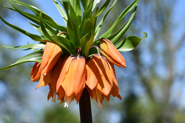 Free download flower crown imperial plant botany free picture to be edited with GIMP free online image editor