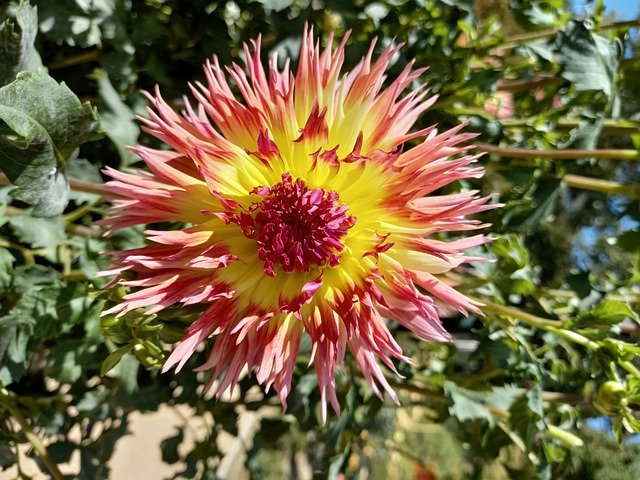 Free download flower dahlia botanical plant free picture to be edited with GIMP free online image editor