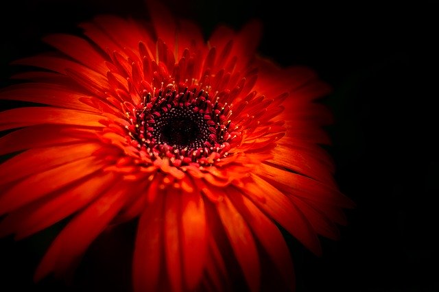 Bezpłatne pobieranie szablonu Flower Daisy Red do edycji za pomocą internetowego edytora obrazów GIMP