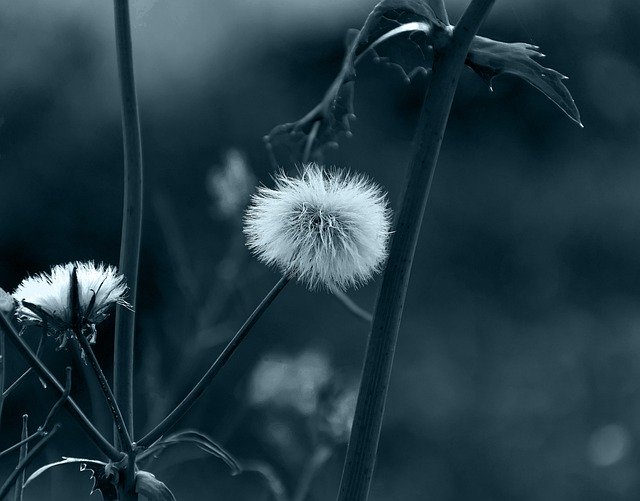Ücretsiz indir çiçek karahindiba aslan dişi GIMP ücretsiz çevrimiçi resim düzenleyiciyle düzenlenecek ücretsiz resim