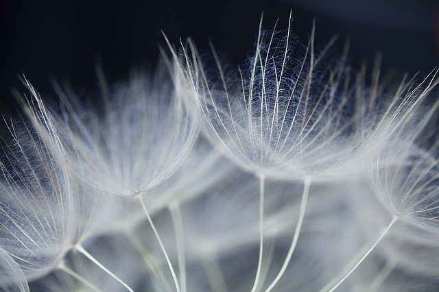 ດາວໂຫຼດຟຣີ ດອກ dandelion ເມັດ fluff ສີຂາວຟຣີທີ່ຈະແກ້ໄຂດ້ວຍ GIMP ບັນນາທິການຮູບພາບອອນໄລນ໌ຟຣີ