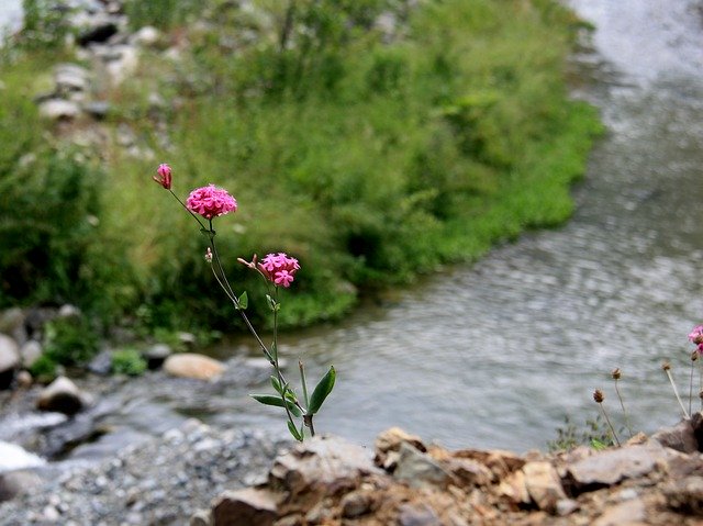 Descarga gratuita flor dd naturaleza natural hermosa imagen gratuita para editar con el editor de imágenes en línea gratuito GIMP