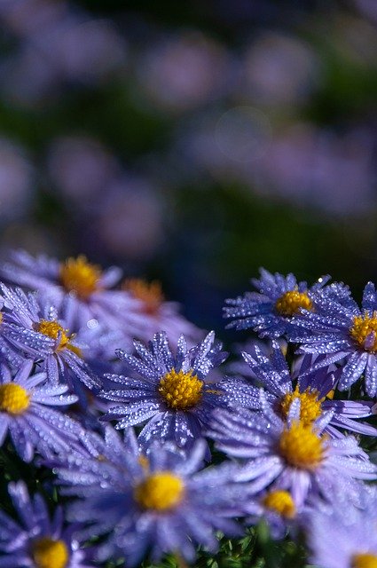 Безкоштовно завантажте квіти, краплі роси, пелюстки, тичинки, безкоштовне зображення для редагування за допомогою безкоштовного онлайн-редактора зображень GIMP