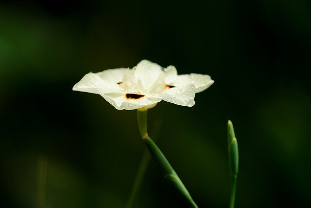 Free download flower dietes bicolor flora nature free picture to be edited with GIMP free online image editor