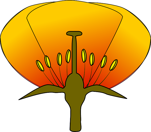 Бесплатно скачать Цветок Рассечение Рассеченный - Бесплатная векторная графика на Pixabay, бесплатная иллюстрация для редактирования с помощью бесплатного онлайн-редактора изображений GIMP