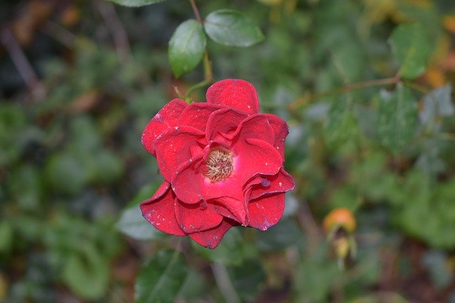 دانلود رایگان عکس پژمرده گلبرگ در حال مردن گل برای ویرایش با ویرایشگر تصویر آنلاین رایگان GIMP