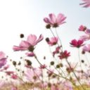 Flower field  screen for extension Chrome web store in OffiDocs Chromium