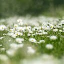 Flower fields  screen for extension Chrome web store in OffiDocs Chromium