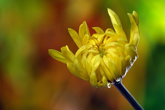 تنزيل زهرة الطبيعة مجانًا في صورة مجانية مزهرة ليتم تحريرها باستخدام محرر الصور المجاني عبر الإنترنت من GIMP