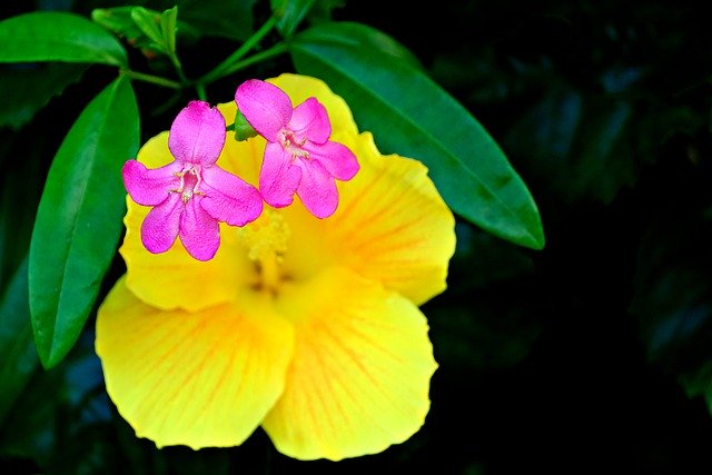 Free graphic flower flora ravenia hibiscus to be edited by GIMP free image editor by OffiDocs