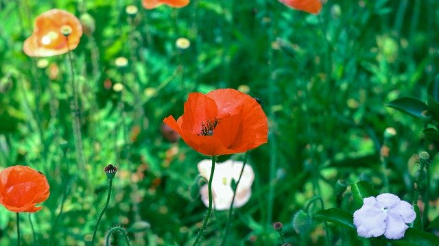 GIMP無料オンライン画像エディタで編集する無料ダウンロード花開花ツリーダラットフラワー無料画像