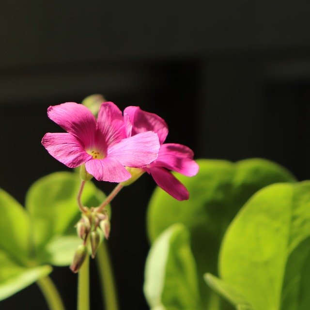 Скачать бесплатно Flower Flowers Plant Plants - бесплатное фото или изображение для редактирования с помощью онлайн-редактора изображений GIMP