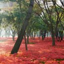Flower forest  screen for extension Chrome web store in OffiDocs Chromium
