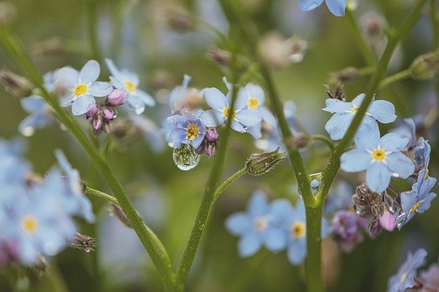 Libreng download flower forget me not petals bud free picture to be edited with GIMP free online image editor