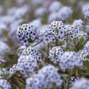 Flower garden blooms outdoors  screen for extension Chrome web store in OffiDocs Chromium