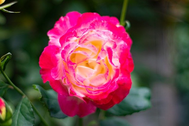 Free download flower garden rose plant flora free picture to be edited with GIMP free online image editor