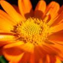 Flower gerbera petals orange  screen for extension Chrome web store in OffiDocs Chromium