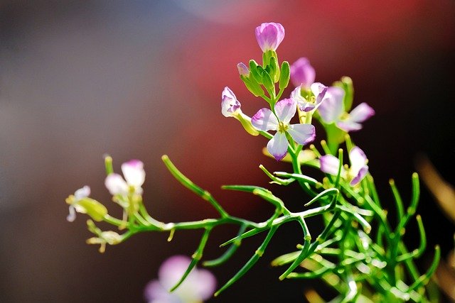 Free download flower grass wildflowers plant free picture to be edited with GIMP free online image editor