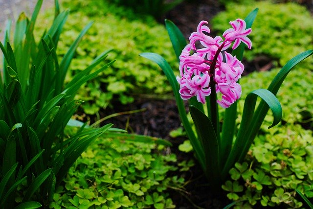 Descărcare gratuită floare verde natură roz verde imagine gratuită pentru a fi editată cu editorul de imagini online gratuit GIMP