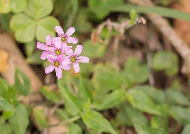 Free download flower green vegetation plant free picture to be edited with GIMP free online image editor