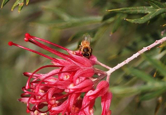 Kostenloser Download Flower Grevillea Australian - kostenloses Foto oder Bild zur Bearbeitung mit GIMP Online-Bildbearbeitung