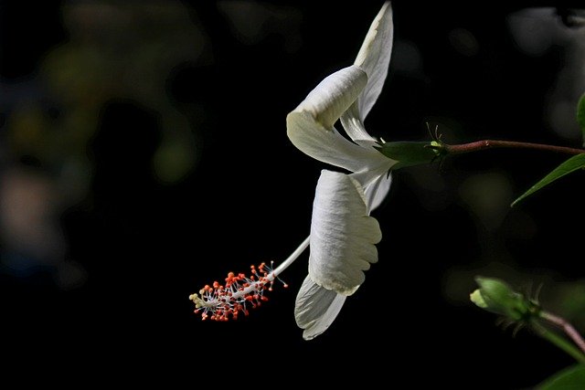 花ハイビスカスの花、自然、水の無料ダウンロード GIMP 無料オンライン画像エディターで編集できる無料画像