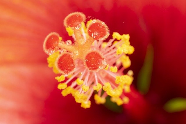 Muat turun percuma Flower Hibiscus Stamen - foto atau gambar percuma untuk diedit dengan editor imej dalam talian GIMP