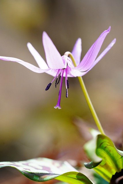 Unduh gratis bunga bagaimana gambar tanaman alam ungu gratis untuk diedit dengan editor gambar online gratis GIMP