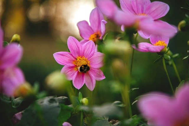 Free download flower insect pink honey purple free picture to be edited with GIMP free online image editor