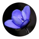 Flower in the Dark  screen for extension Chrome web store in OffiDocs Chromium