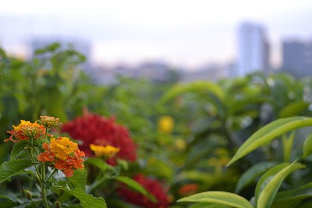 دانلود رایگان گل کوالالامپور مالزی - عکس یا تصویر رایگان قابل ویرایش با ویرایشگر تصویر آنلاین GIMP