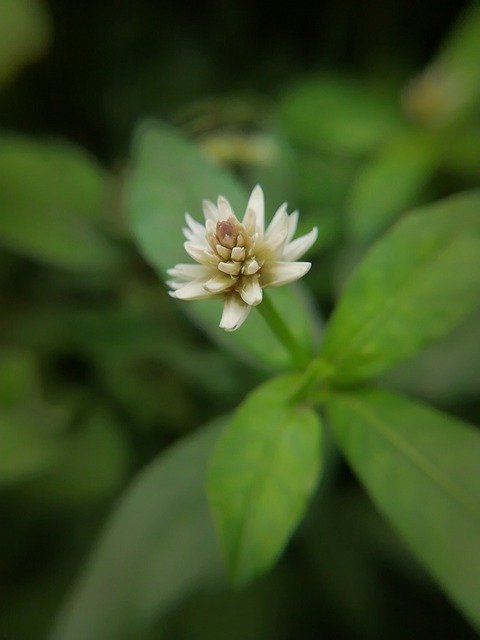 花の葉、花びら、植物、自然の無料画像を無料でダウンロードし、GIMPで編集できる無料のオンライン画像エディター