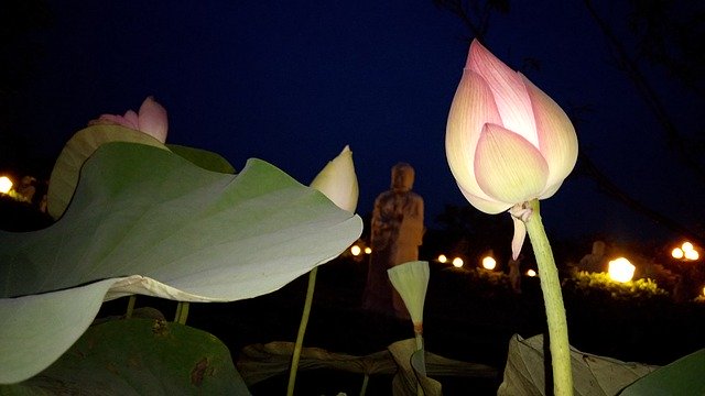Bezpłatne pobieranie kwiatu lotosu kwiat lotosu darmowe zdjęcie do edycji za pomocą bezpłatnego internetowego edytora obrazów GIMP