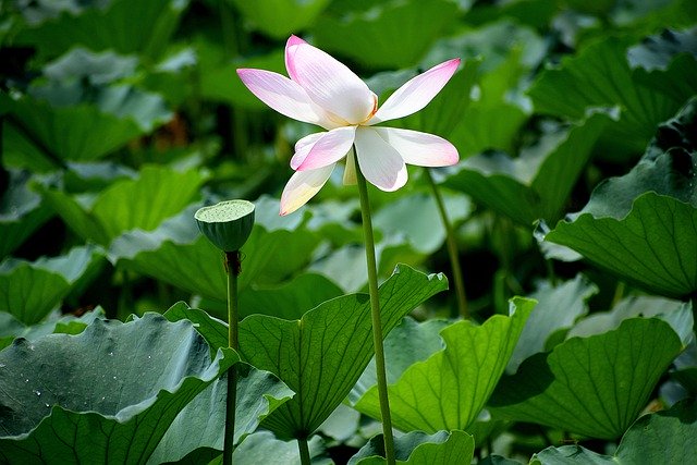 Free download flower lotus petals bloom blossom free picture to be edited with GIMP free online image editor