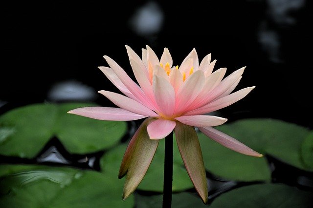 Téléchargement gratuit d'une photo gratuite de pétales de lotus et d'étang à nénuphars à modifier avec l'éditeur d'images en ligne gratuit GIMP