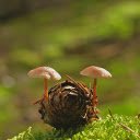 Flower mushrooms  screen for extension Chrome web store in OffiDocs Chromium