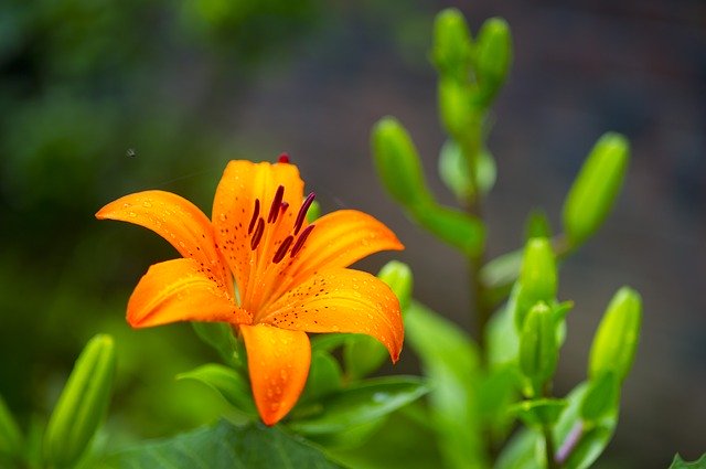 Muat turun percuma flower my flowers nature gambar percuma untuk diedit dengan editor imej dalam talian percuma GIMP